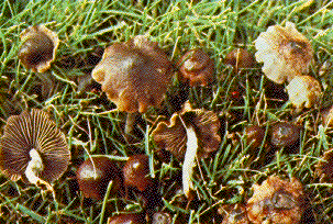 Psilocybe baeocystis3.gif